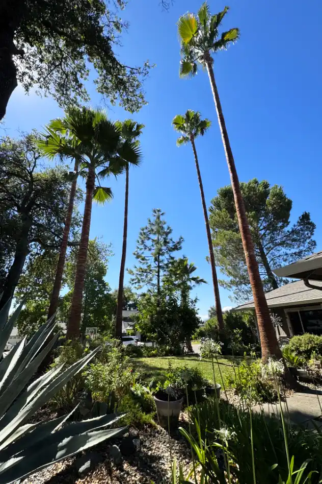 Acacia Tree Services trimming a tree