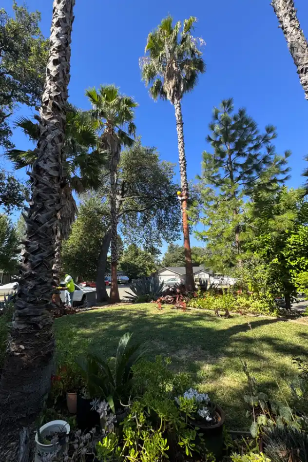 Acacia Tree Services trimming a tree