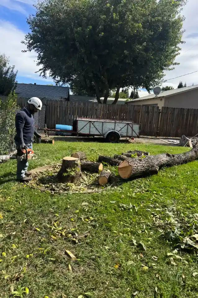 Acacia Tree Services trimming a tree