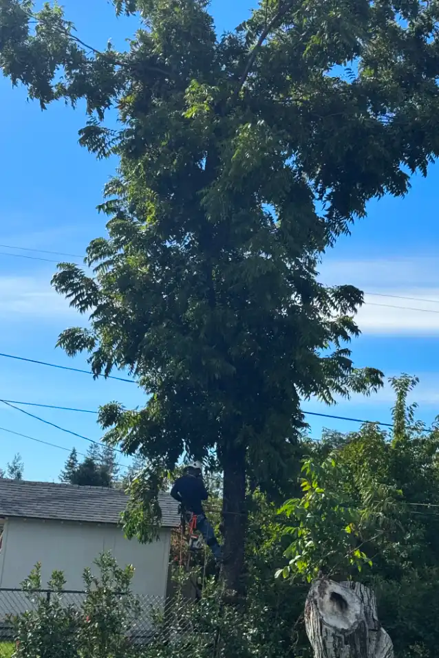 Acacia Tree Services trimming a tree