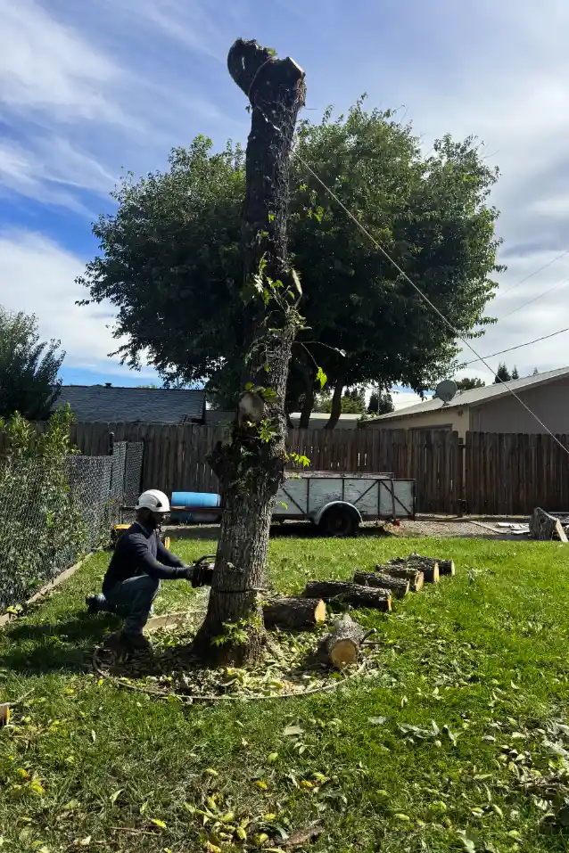 Acacia Tree Services trimming a tree