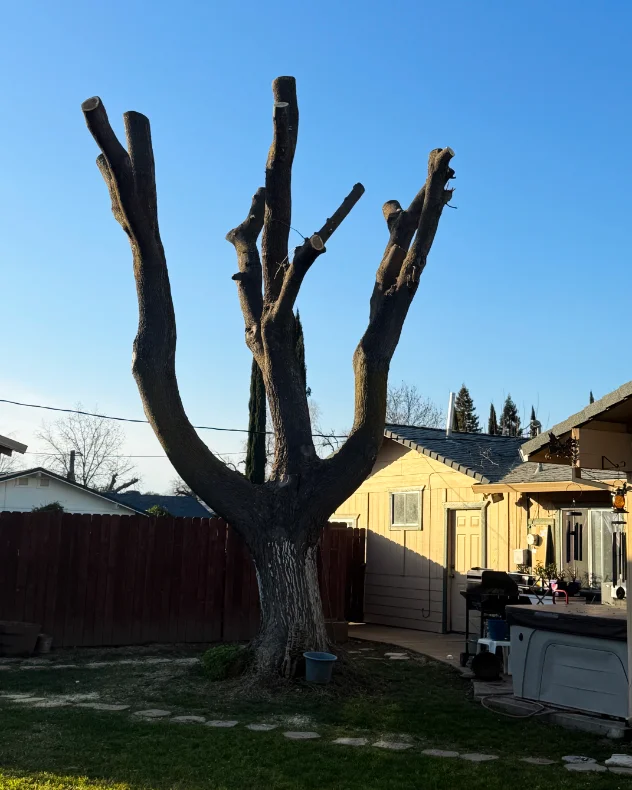 Acacia Tree Services trimming a tree
