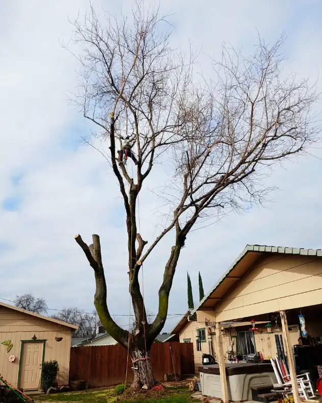 Acacia Tree Services trimming a tree