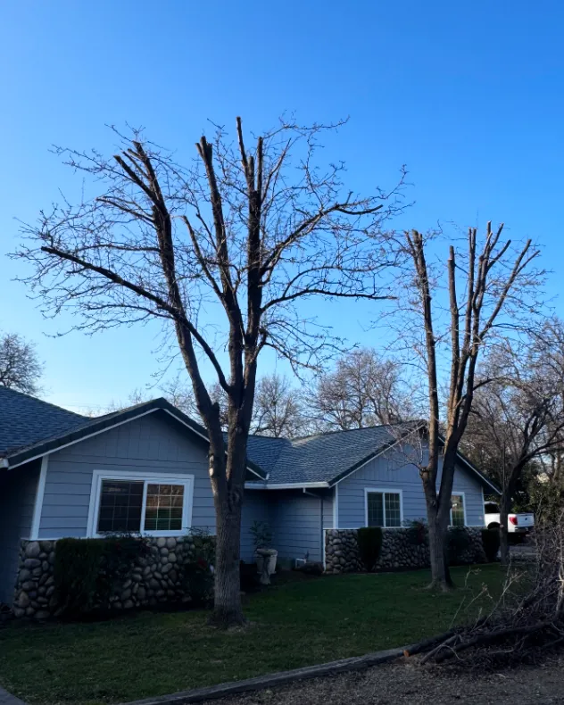 Acacia Tree Services trimming a tree