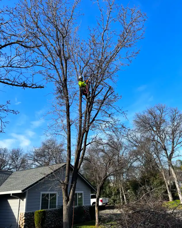 Acacia Tree Services trimming a tree