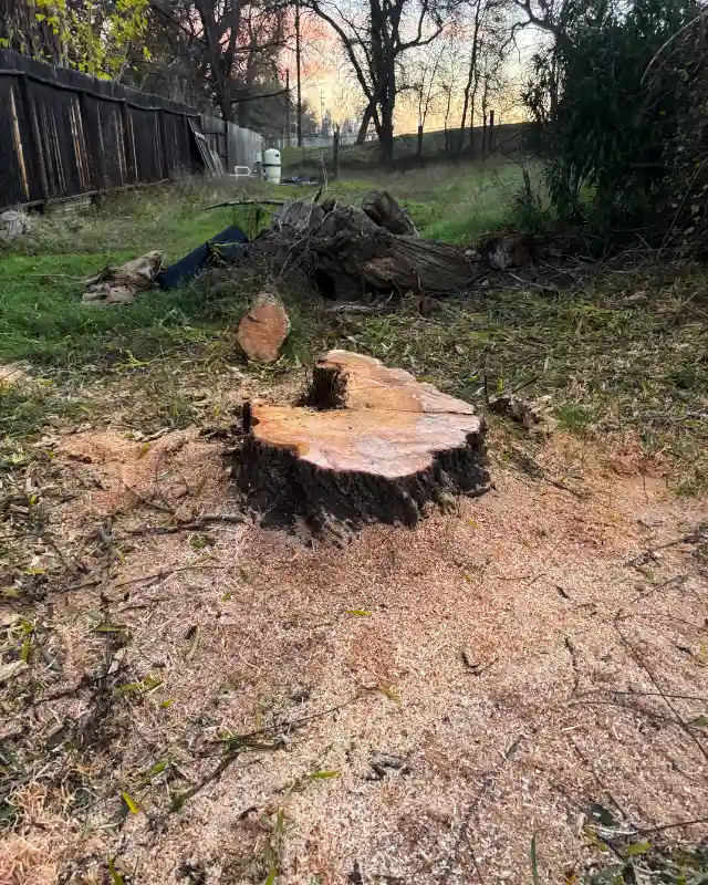 Acacia Tree Services trimming a tree