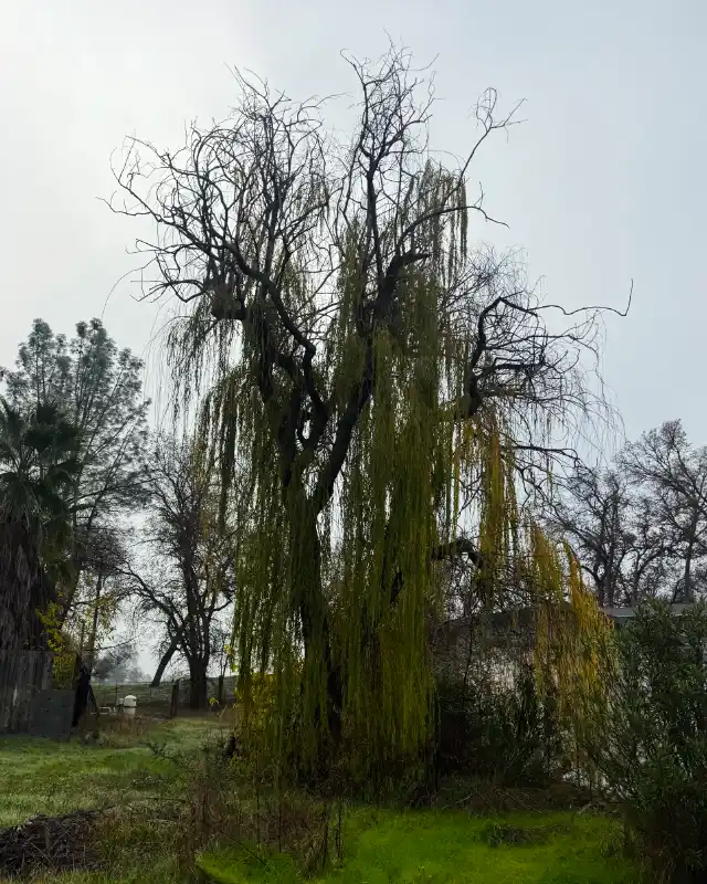 Acacia Tree Services trimming a tree