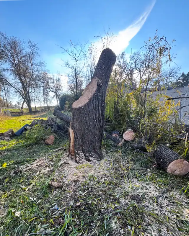 Acacia Tree Services trimming a tree