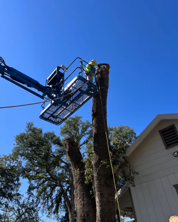 Acacia Tree Services trimming a tree