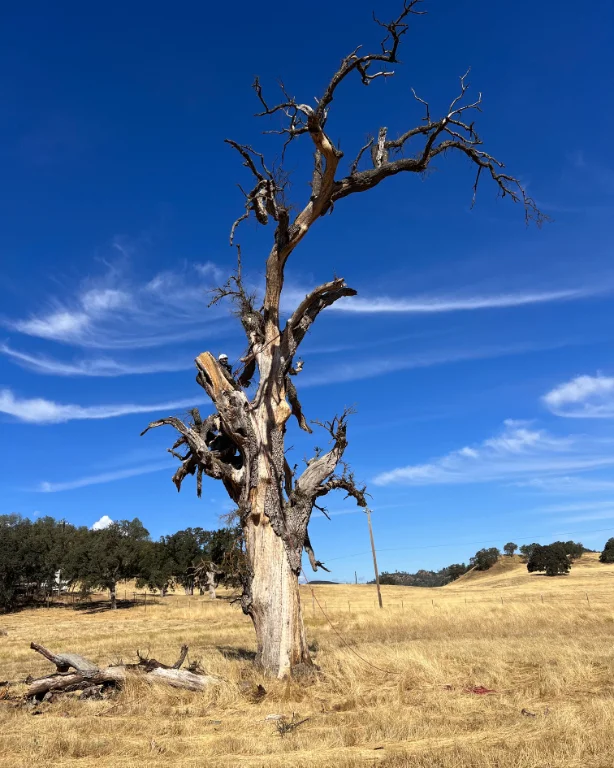 Acacia Tree Services trimming a tree