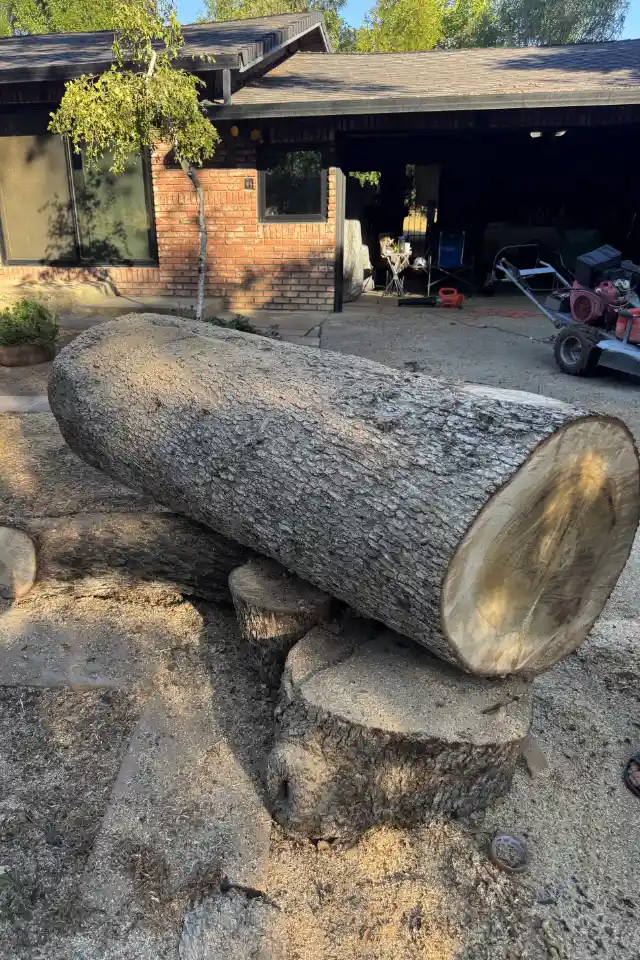 Acacia Tree Services trimming a tree