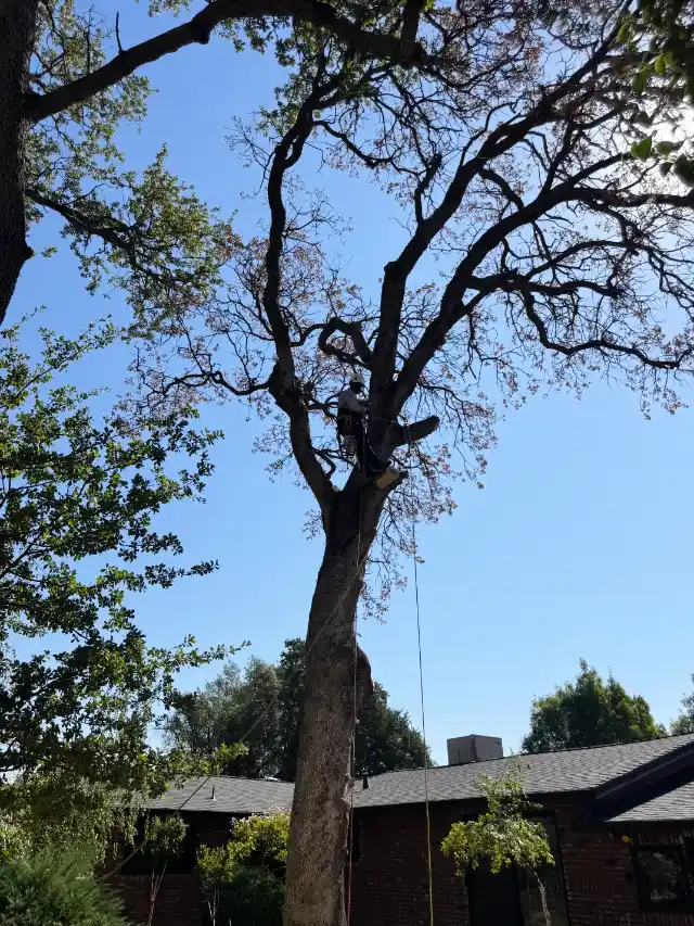 Acacia Tree Services trimming a tree