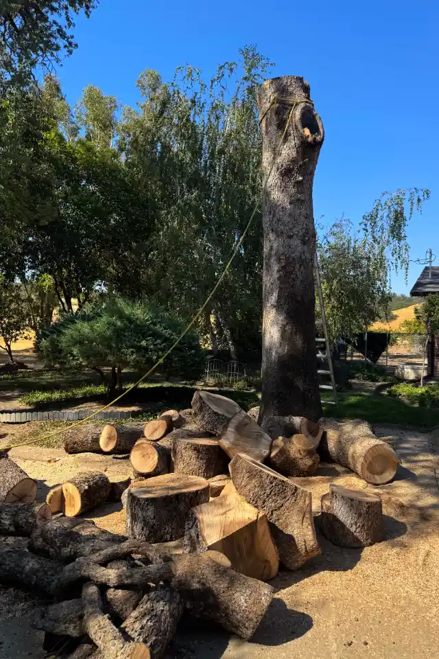 Acacia Tree Services trimming a tree