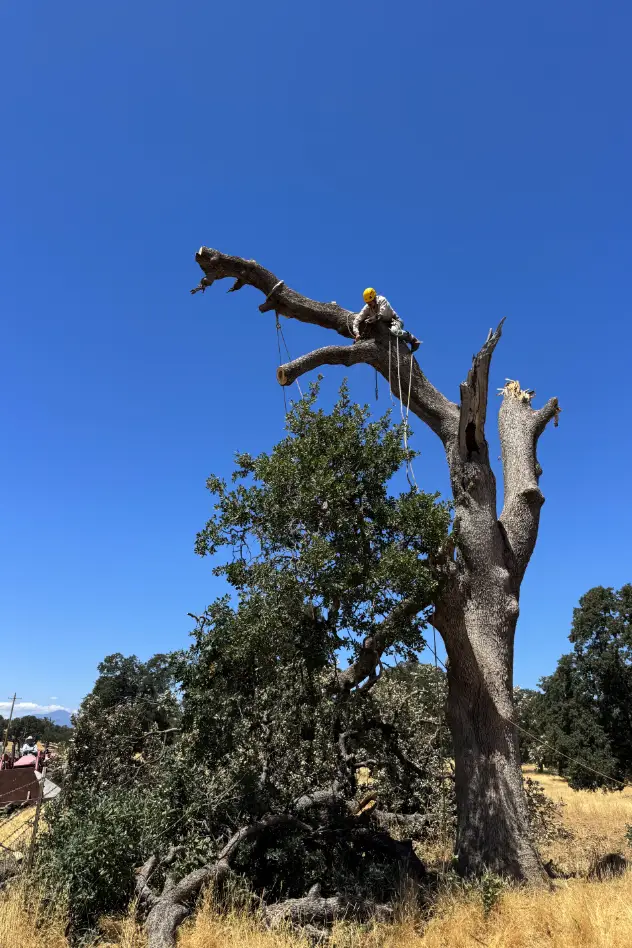 Acacia Tree Services trimming a tree