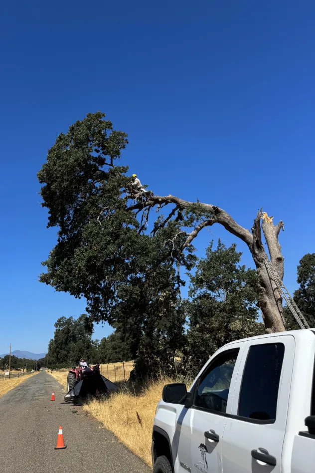 Acacia Tree Services trimming a tree