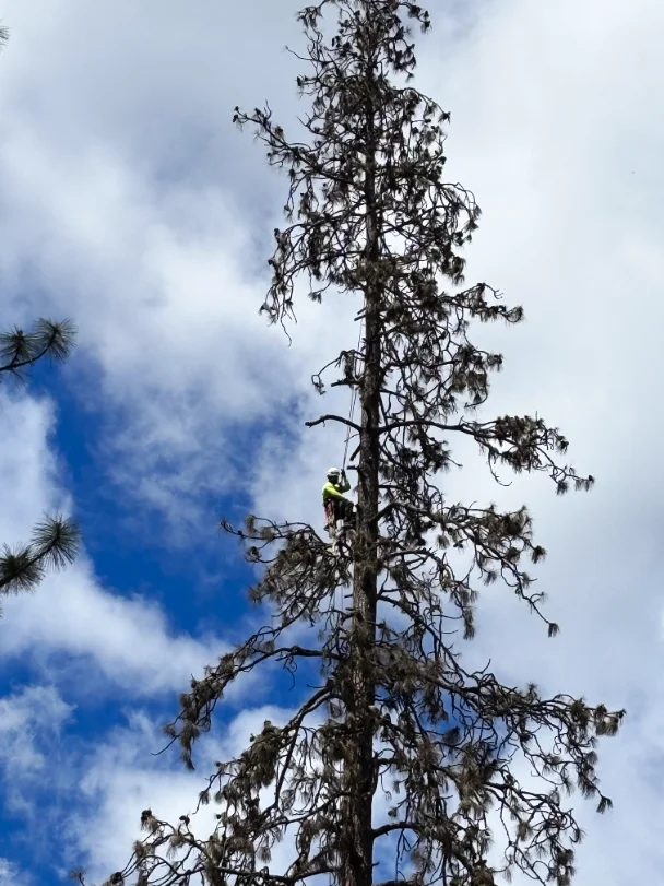 Acacia Tree Services trimming a tree