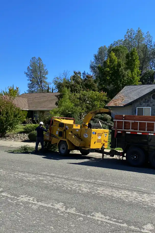 Acacia Tree Services trimming a tree