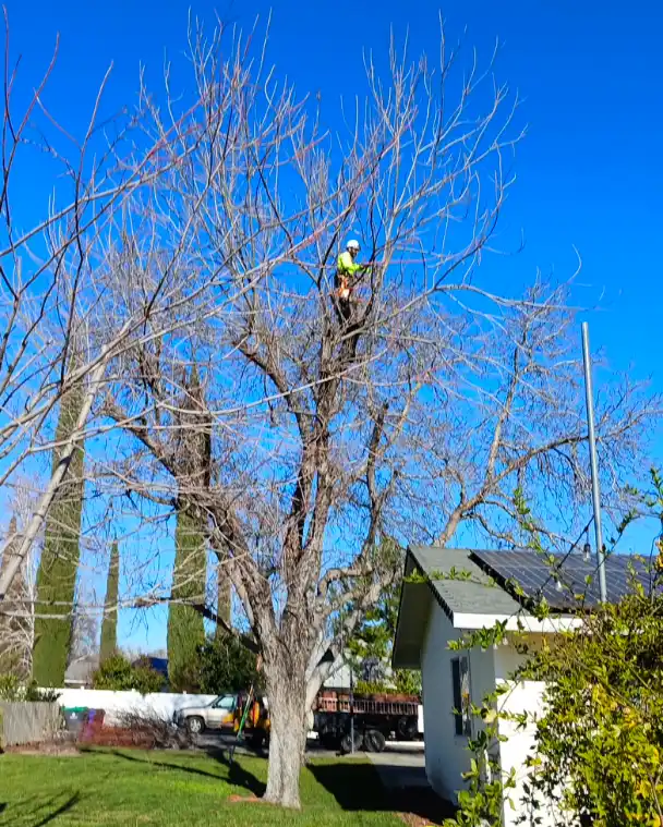 Acacia Tree Services trimming a tree