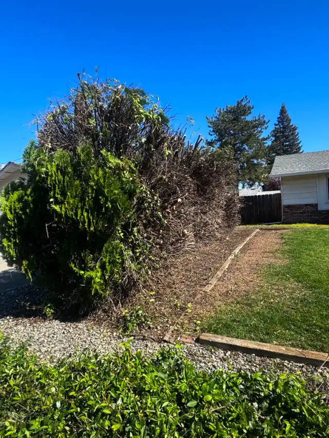 Acacia Tree Services trimming a tree