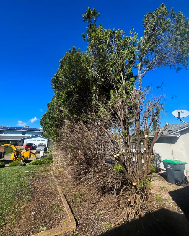Acacia Tree Services trimming a tree